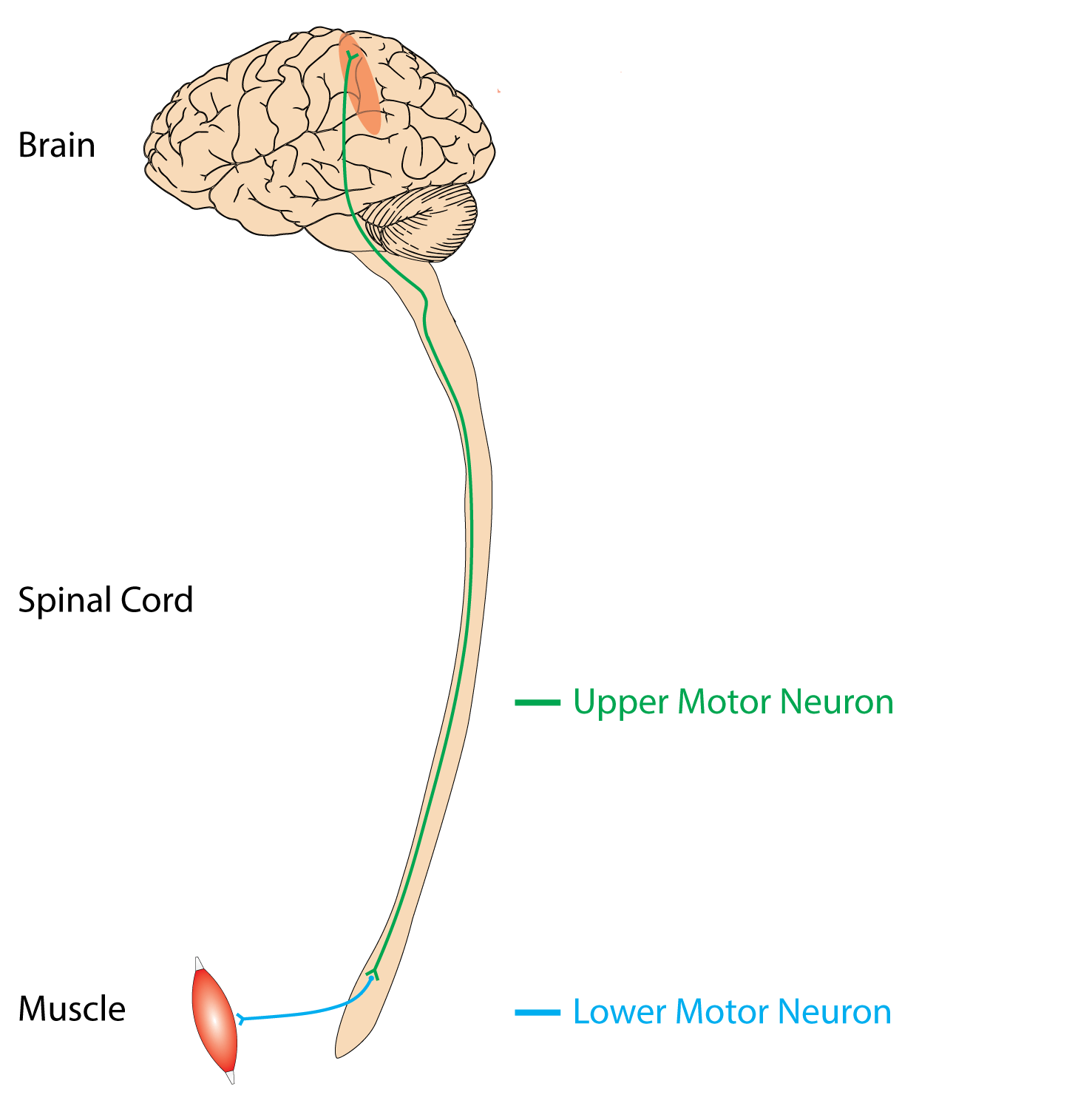 Why Our Muscles Get Tired When We Exercise - Dragon Analytics